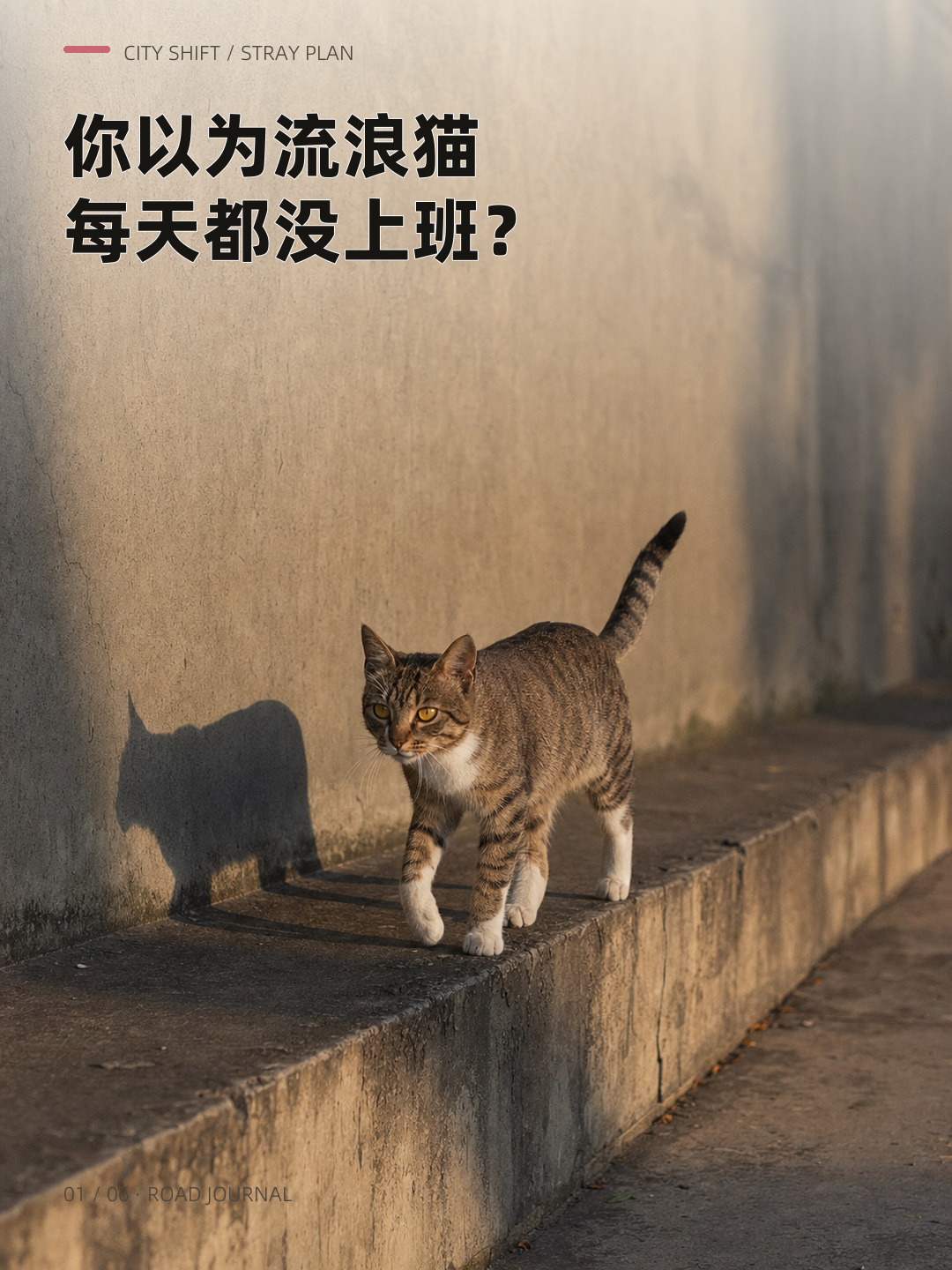 你以为流浪猫每天都没上班？，第 1 张图