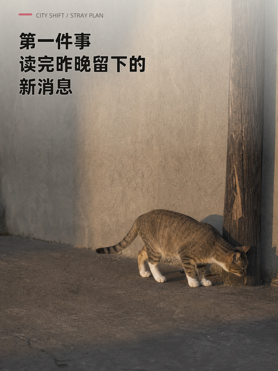 你以为流浪猫每天都没上班？，第 2 张图