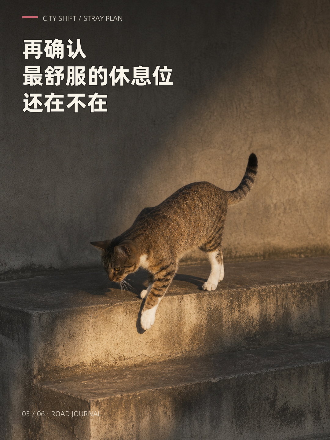 你以为流浪猫每天都没上班？，第 3 张图