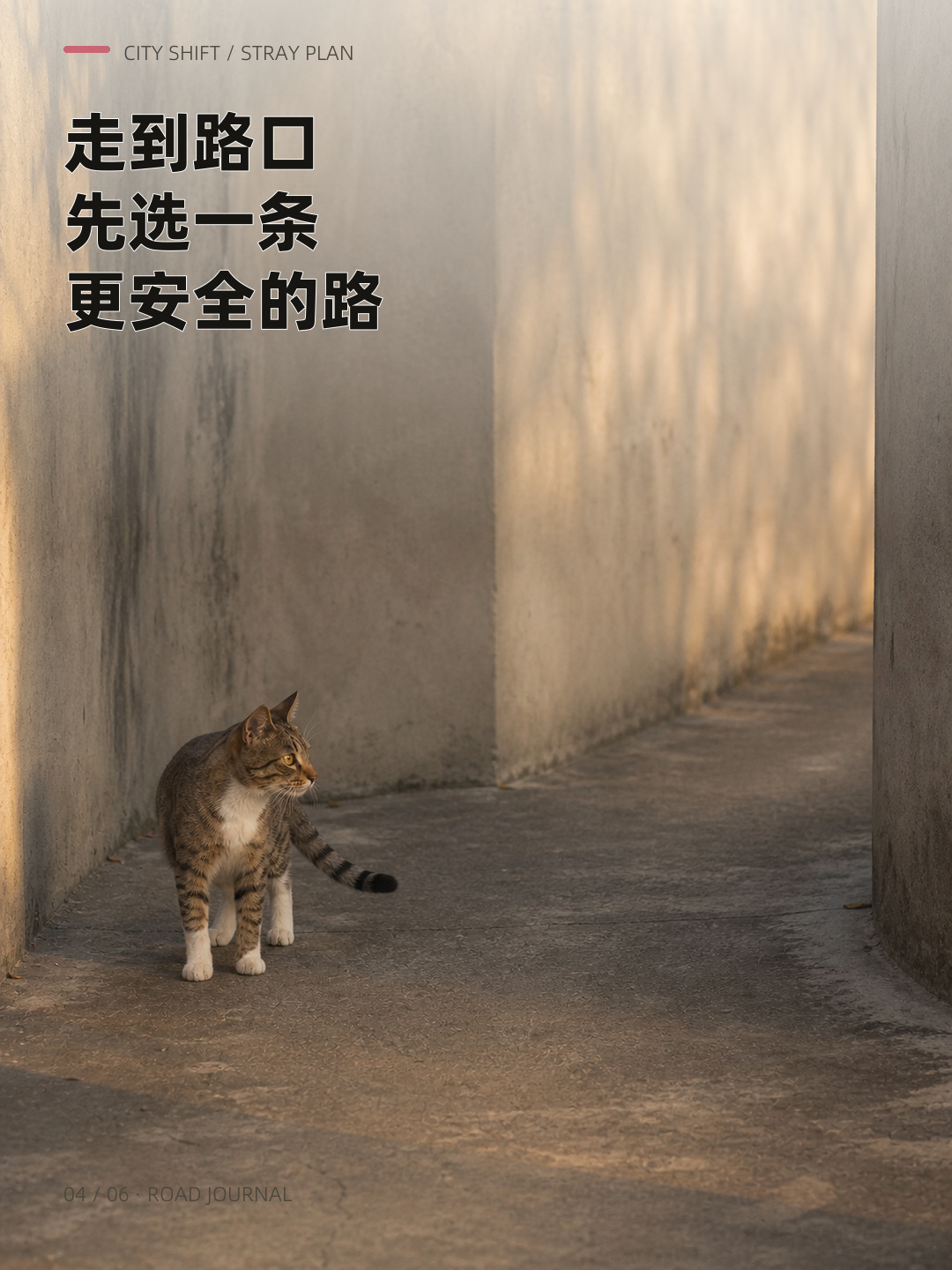 你以为流浪猫每天都没上班？，第 4 张图
