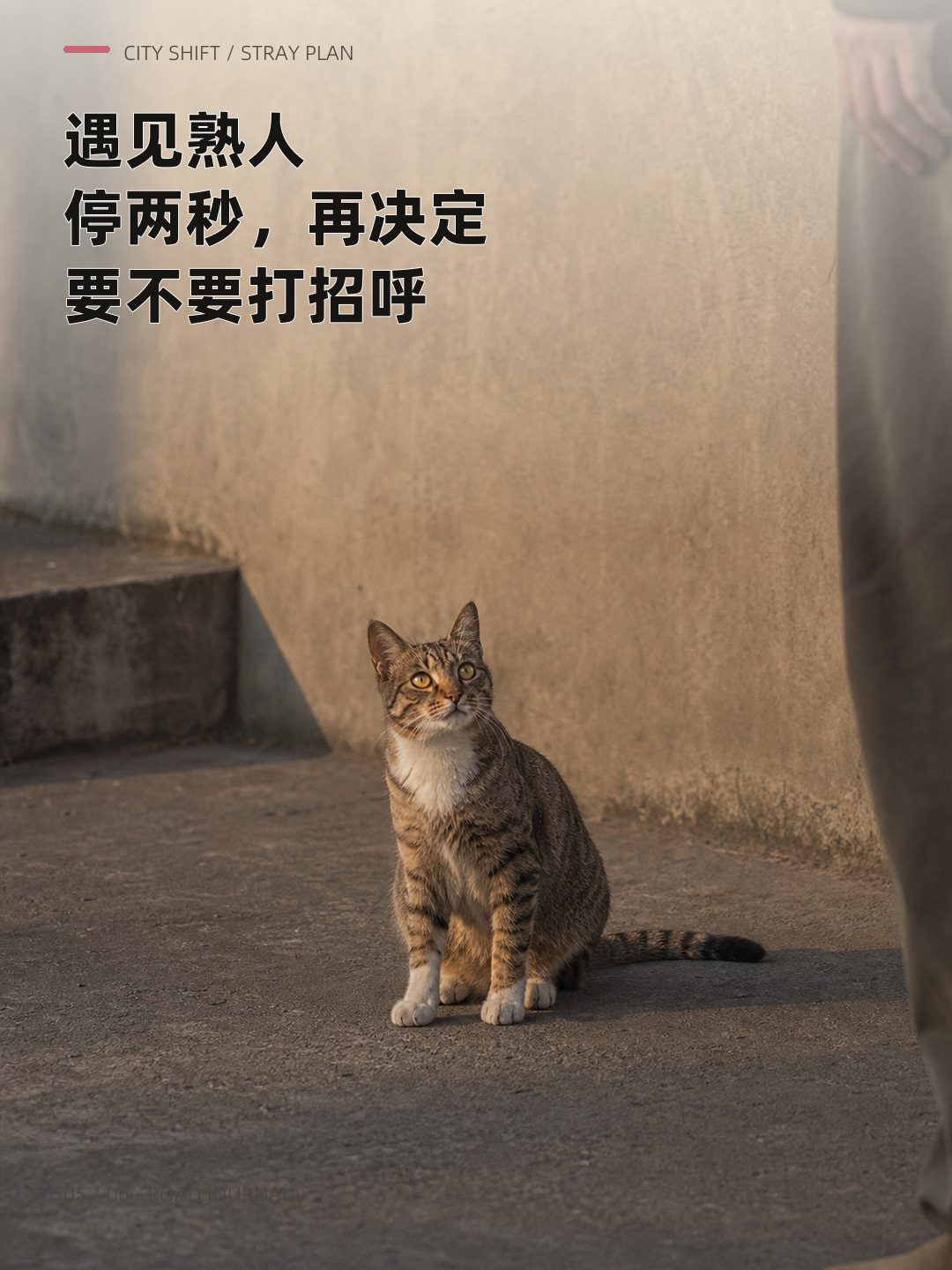你以为流浪猫每天都没上班？，第 5 张图