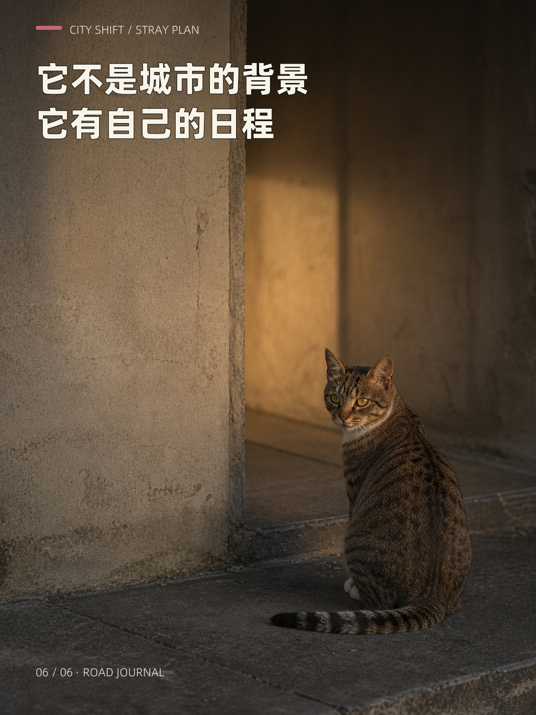 你以为流浪猫每天都没上班？，第 6 张图