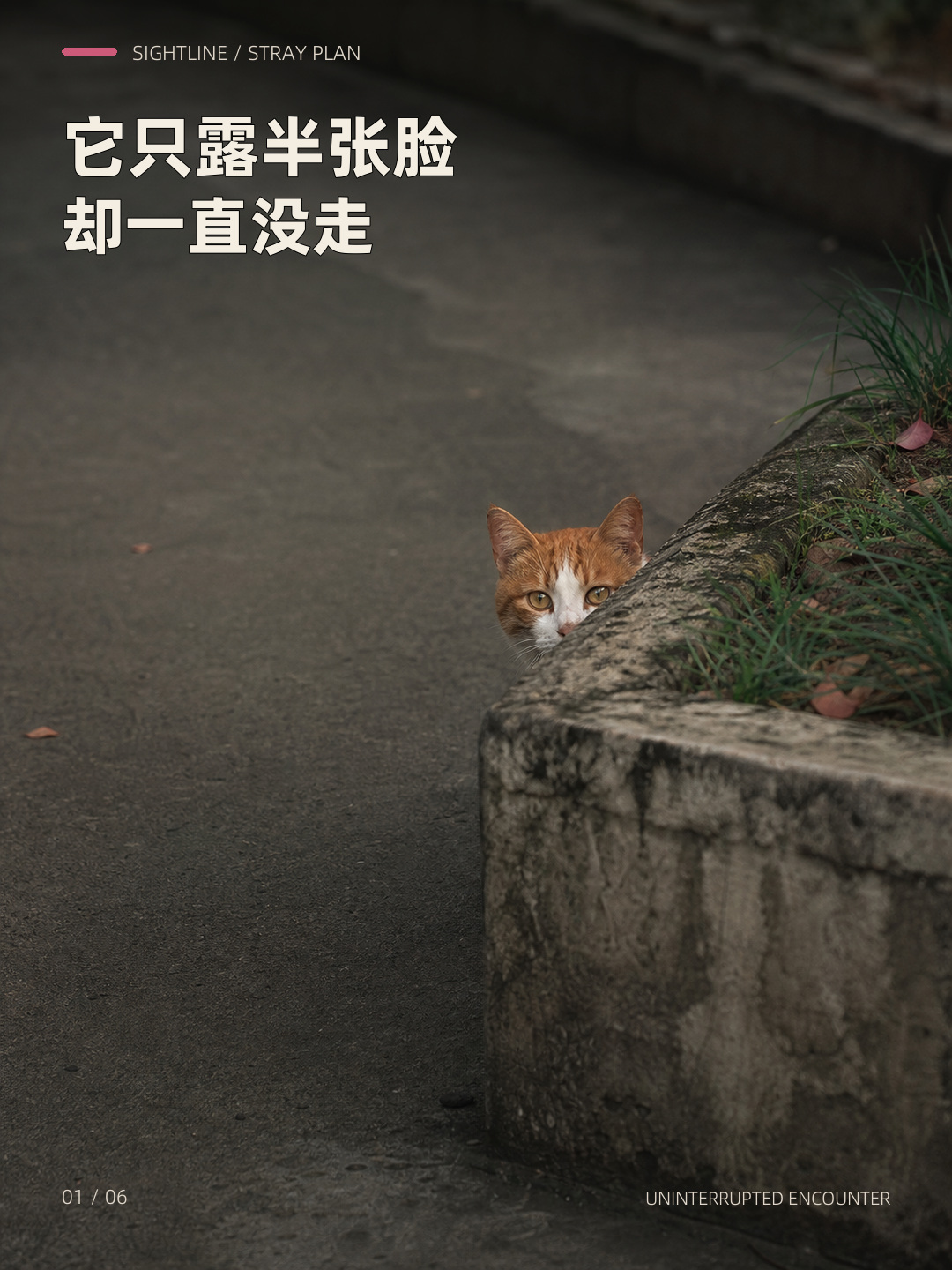 它只露半张脸，却一直没走，第 1 张图