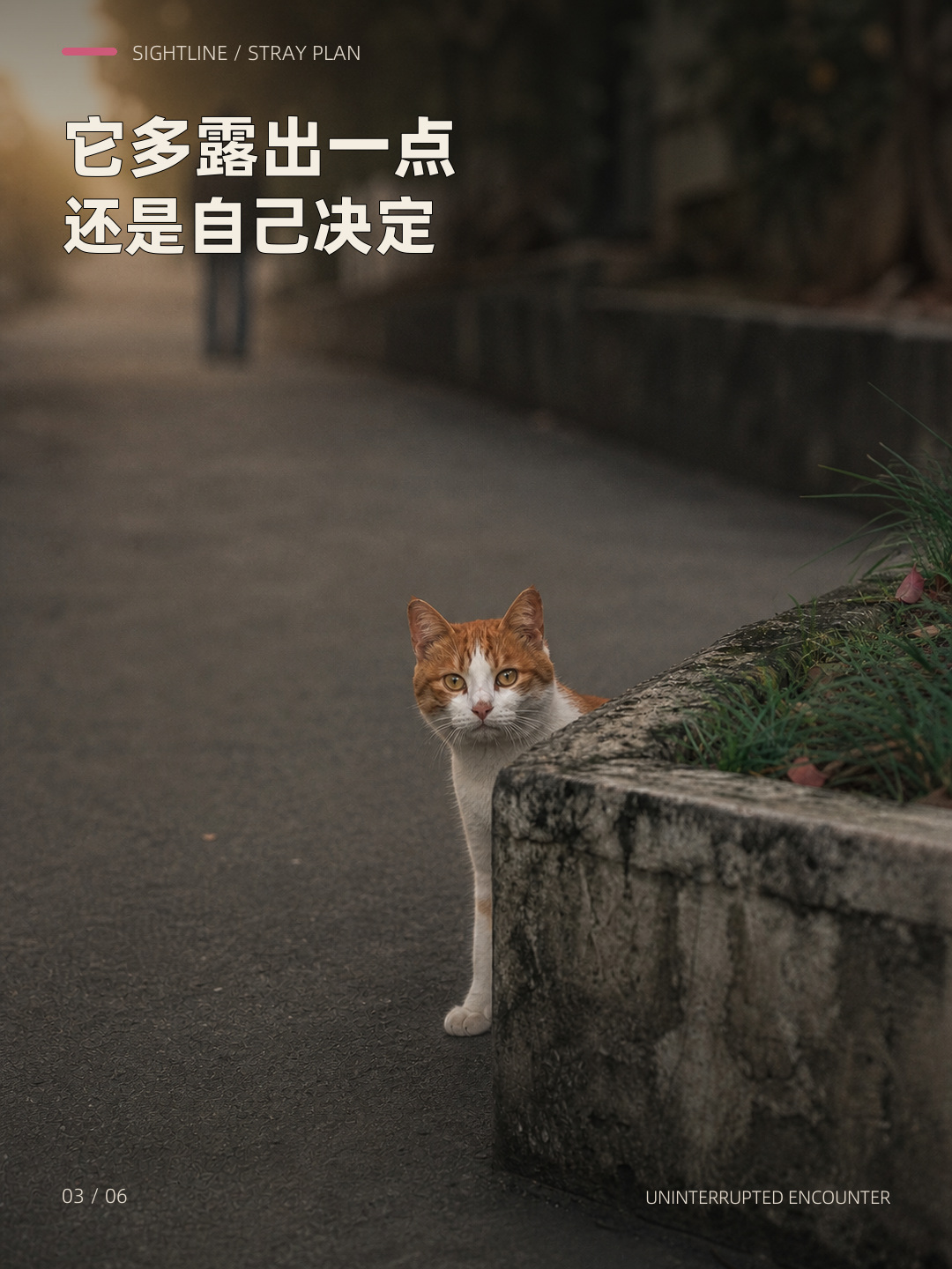 它只露半张脸，却一直没走，第 3 张图