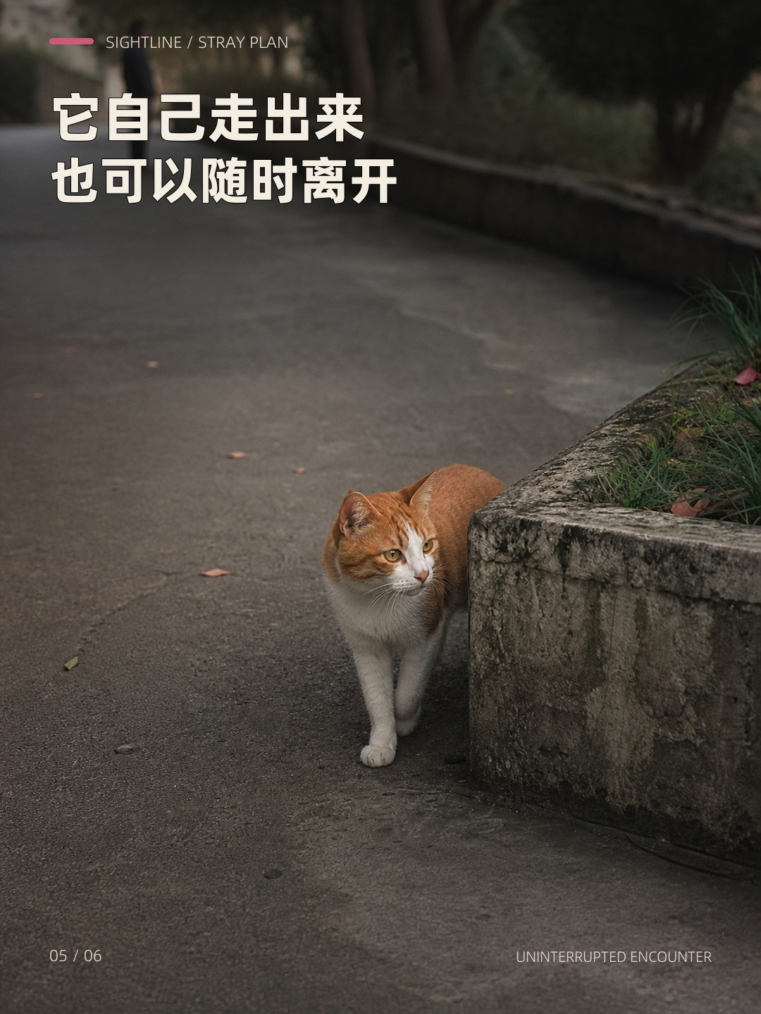 它只露半张脸，却一直没走，第 5 张图
