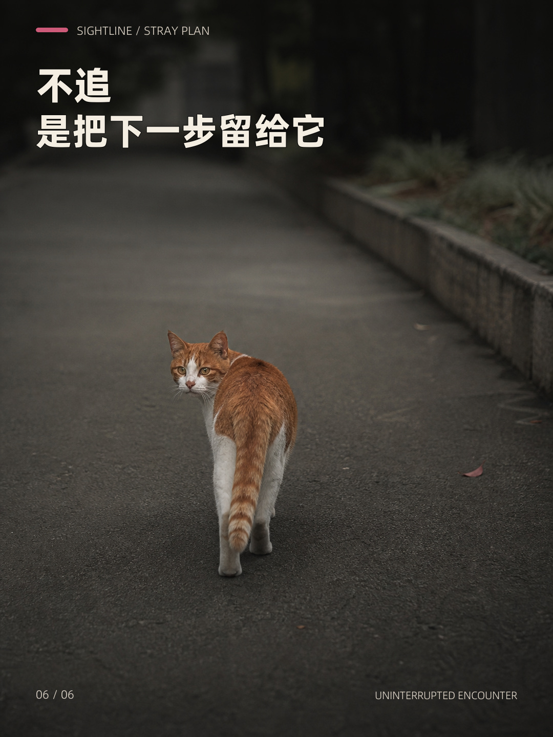 它只露半张脸，却一直没走，第 6 张图